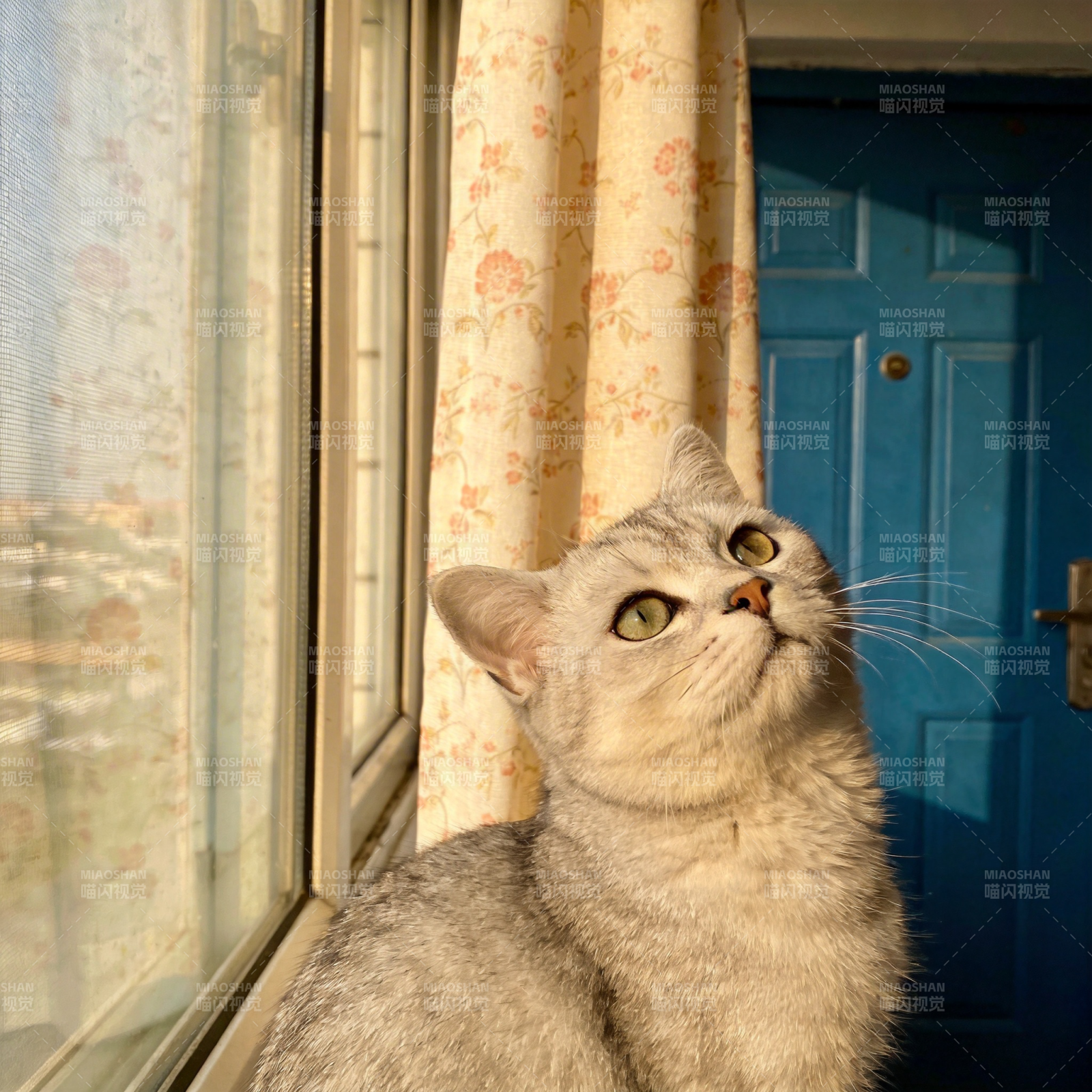 窗边凝望的猫咪图片