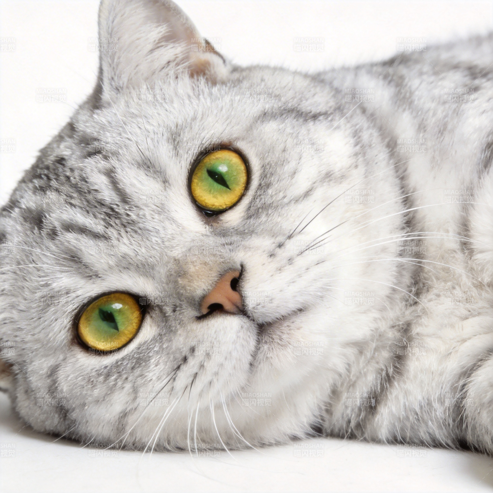 银虎斑猫凝视图片