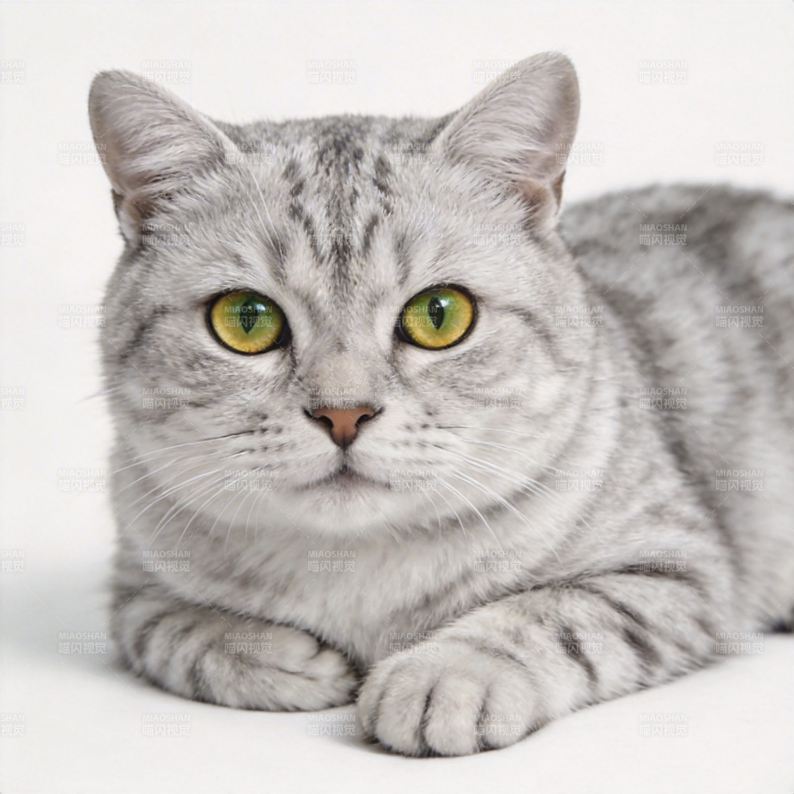 银虎斑猫静卧凝视图片