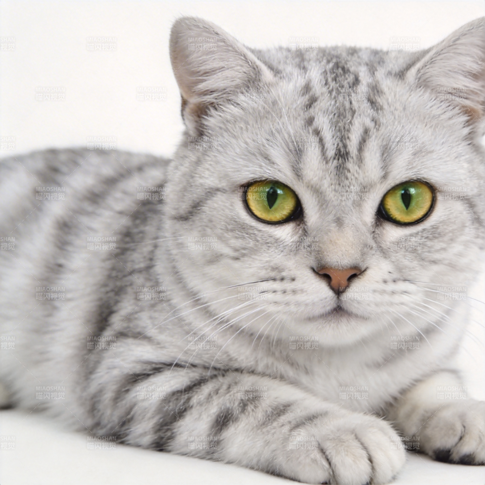 银虎斑猫静卧凝视图片