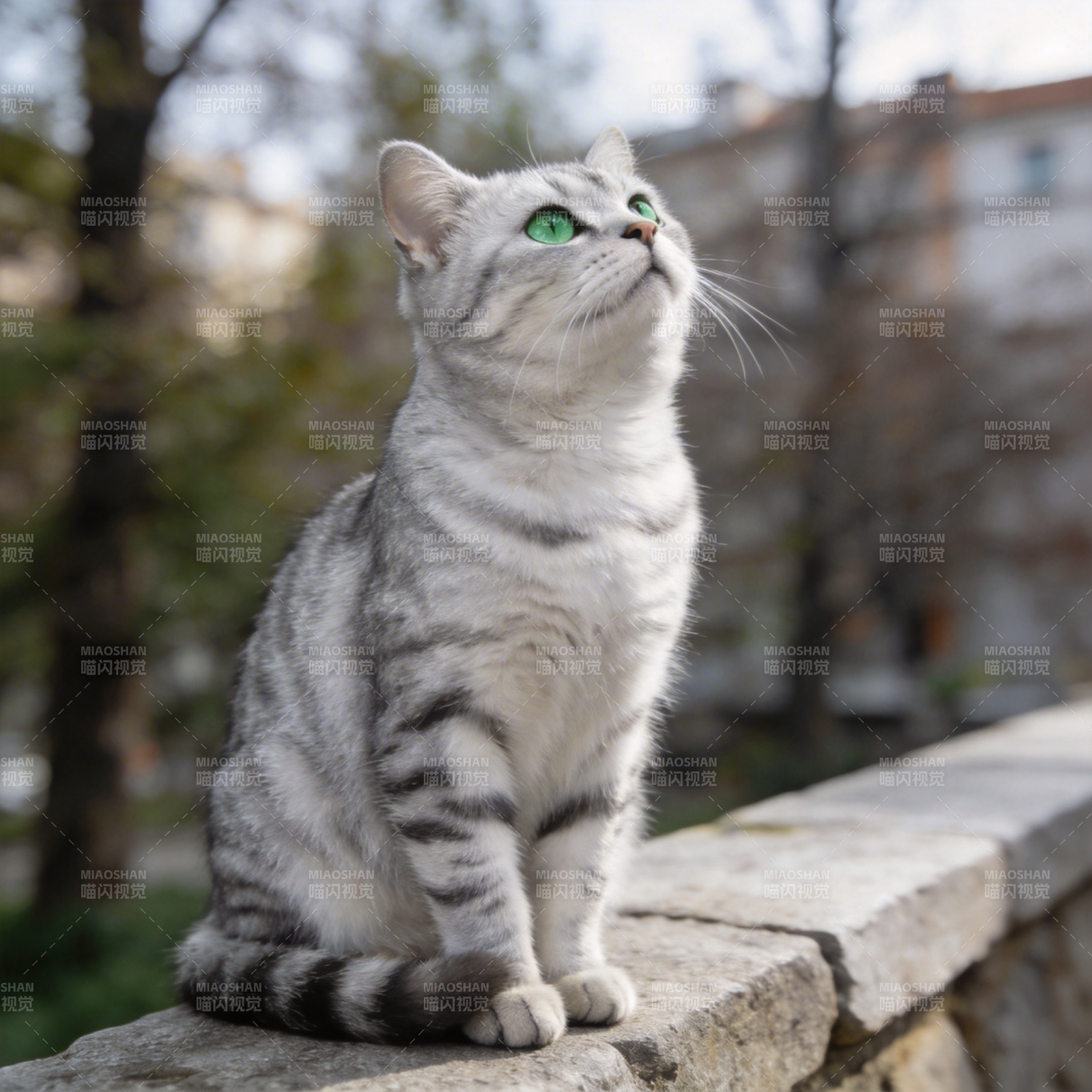 银虎斑猫仰望天空图片