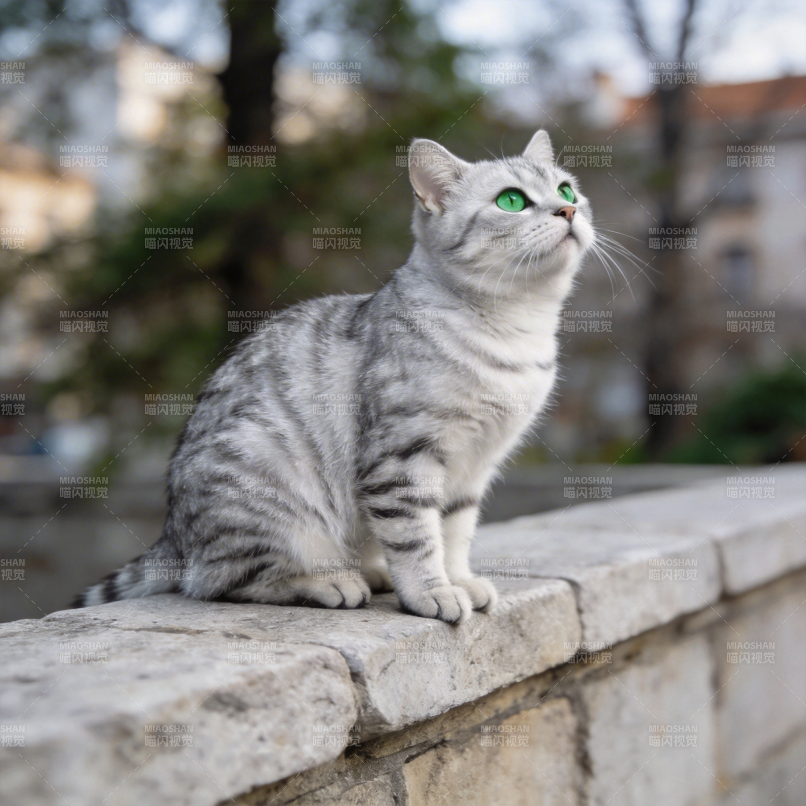 银猫凝望远方图片