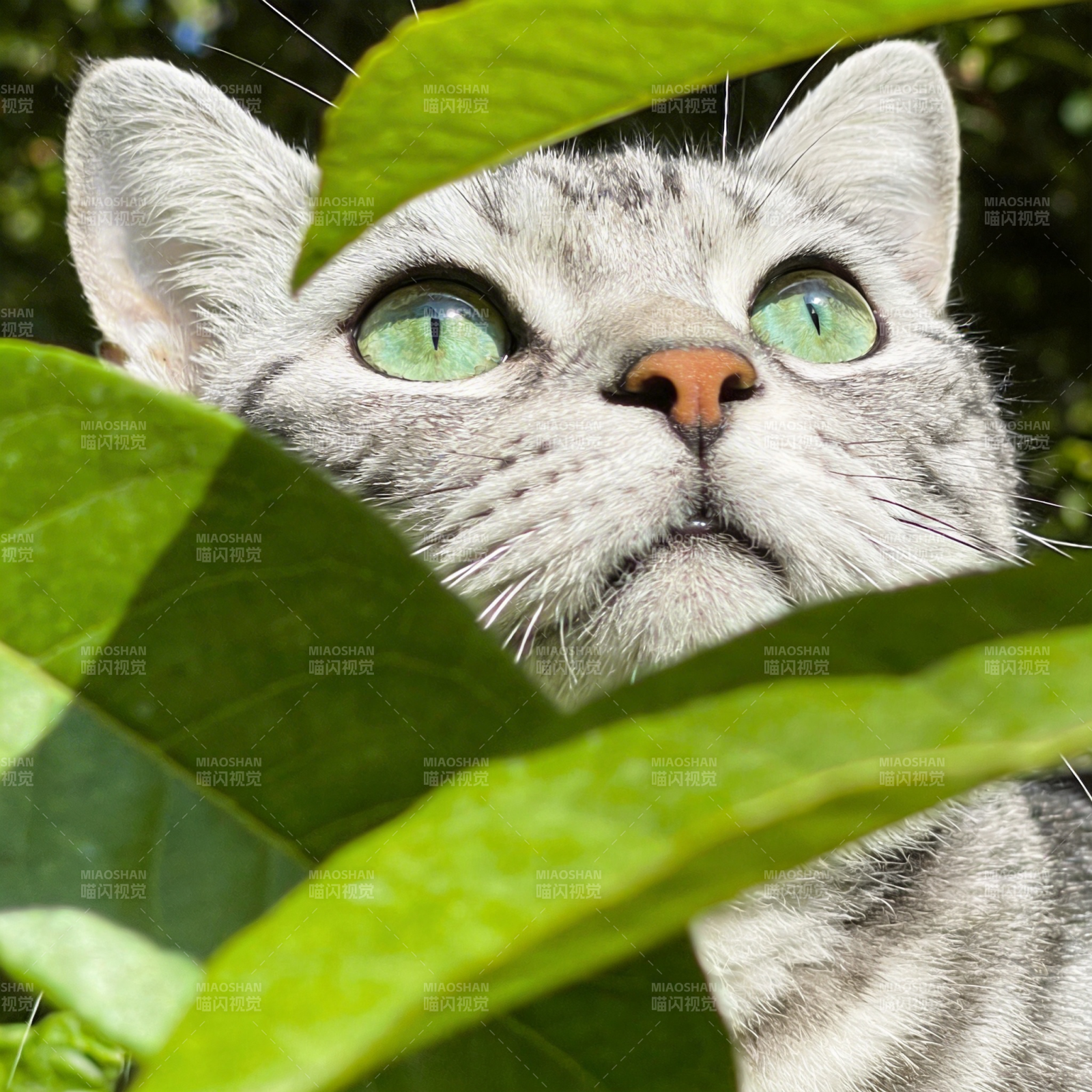 绿叶间的猫眼图片