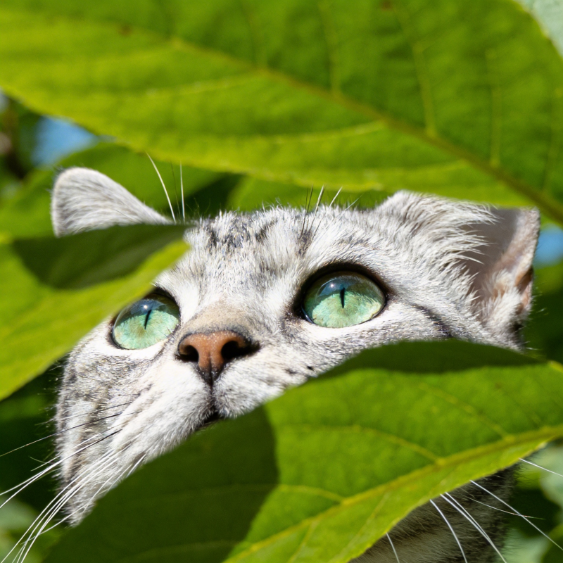 绿叶间窥视的猫眼图片