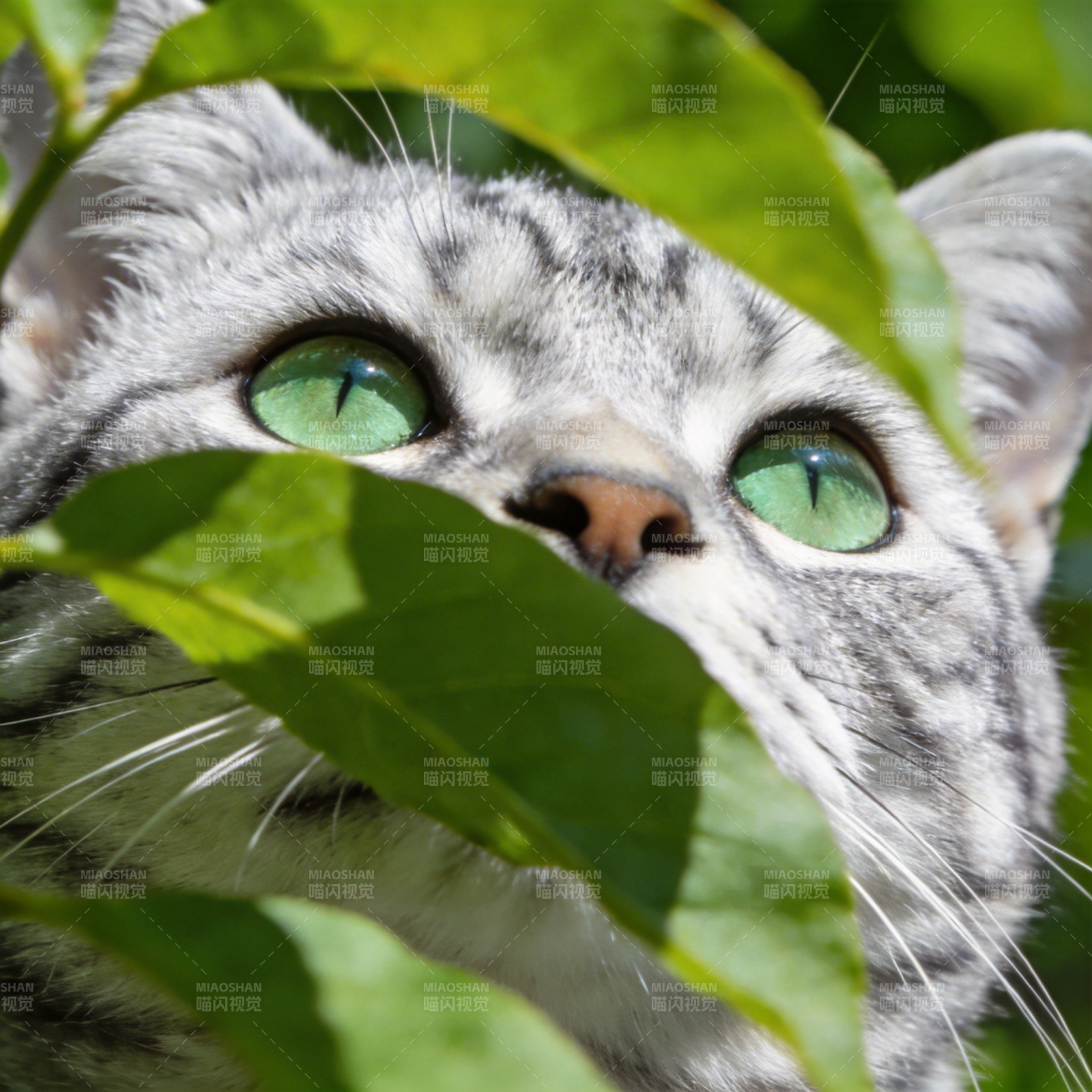 绿眼猫窥叶间图片