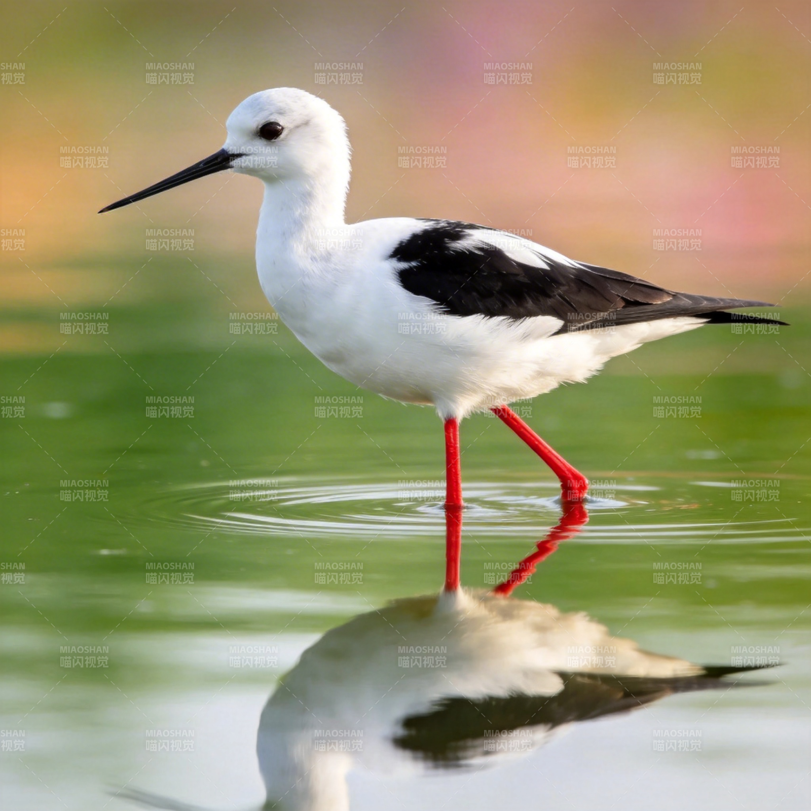 黑翅长脚鹬水中立图片