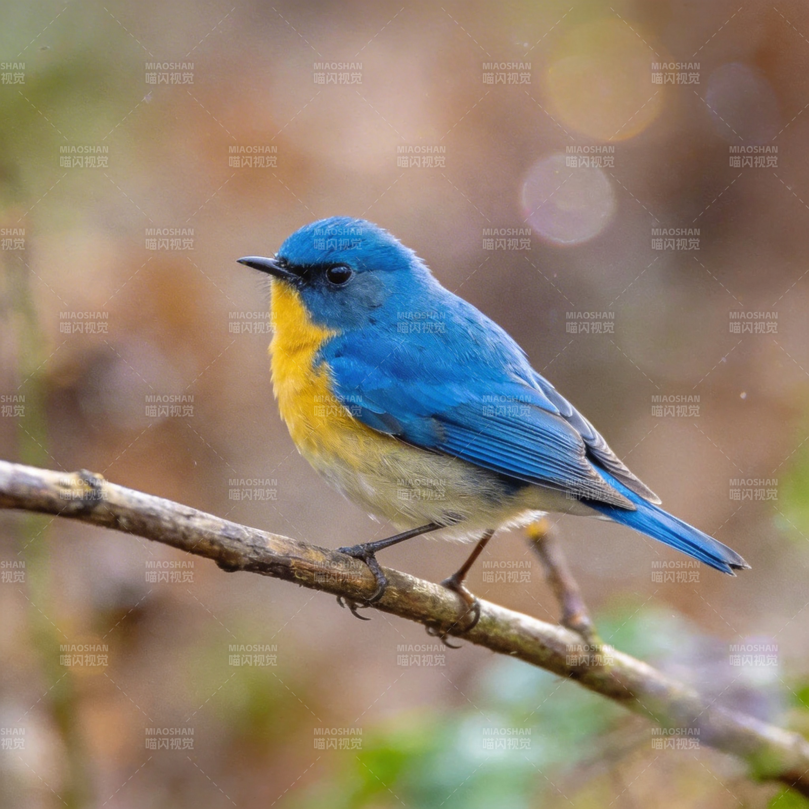 蓝鸟栖枝 色彩斑斓图片