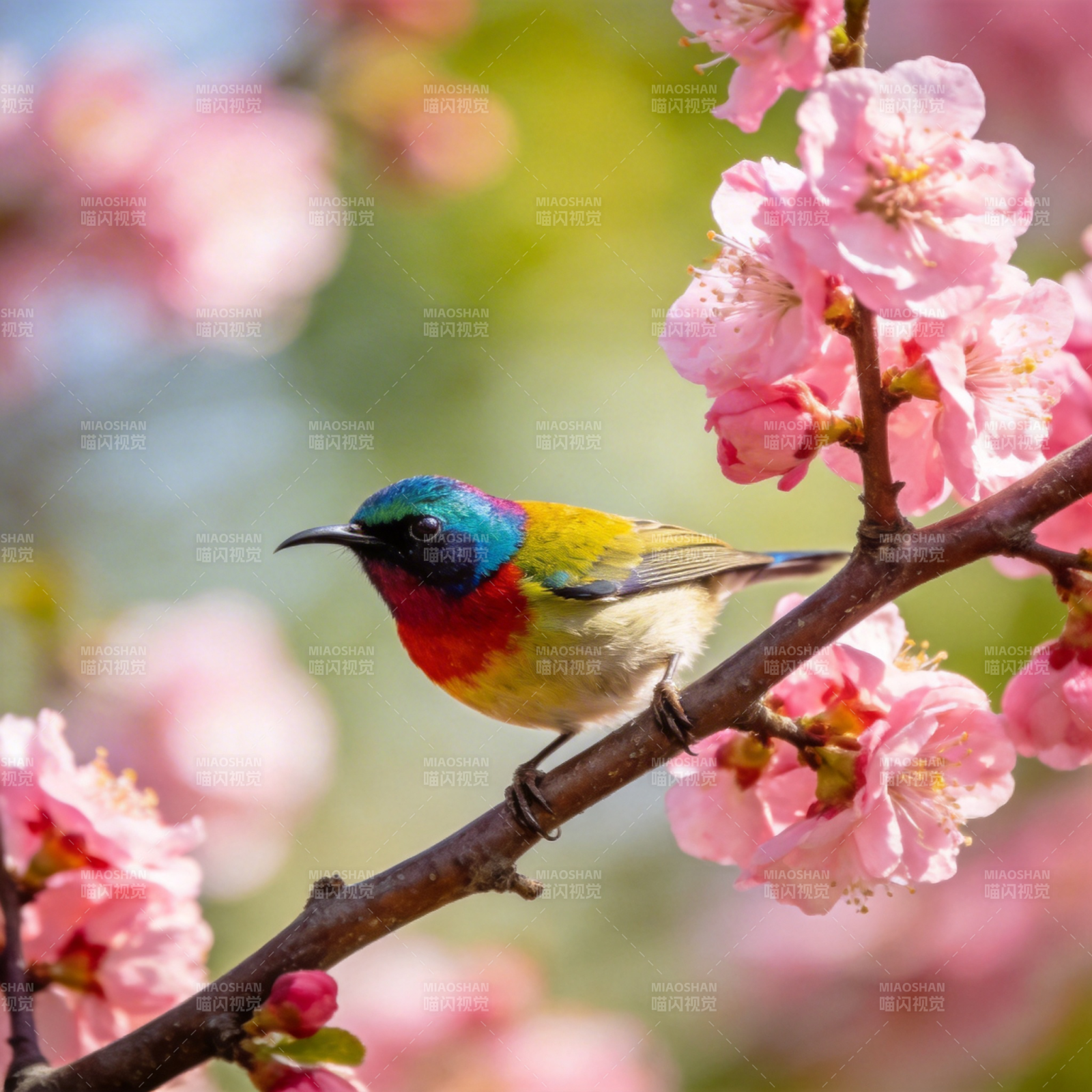 彩鸟栖花枝图片
