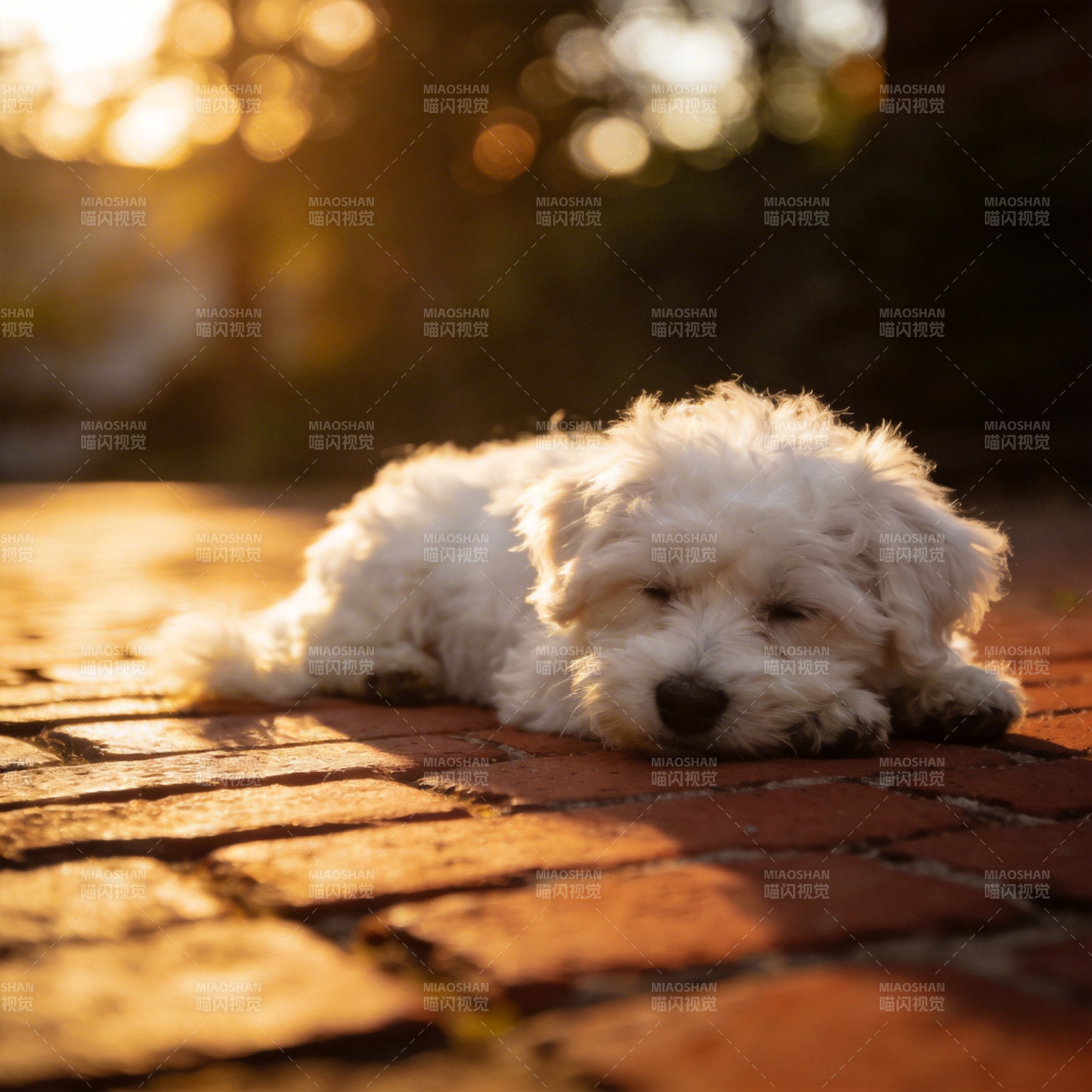 夕阳下的萌犬图片