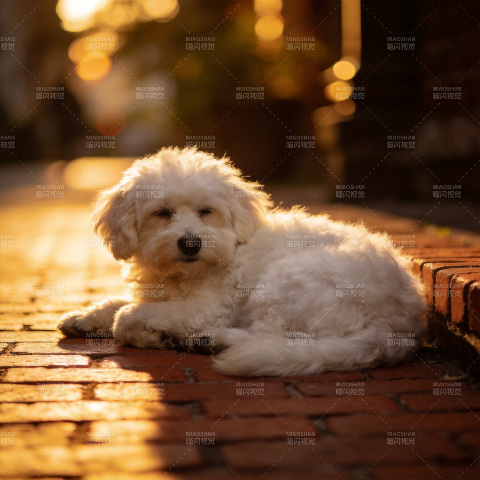 夕阳下的萌犬图片