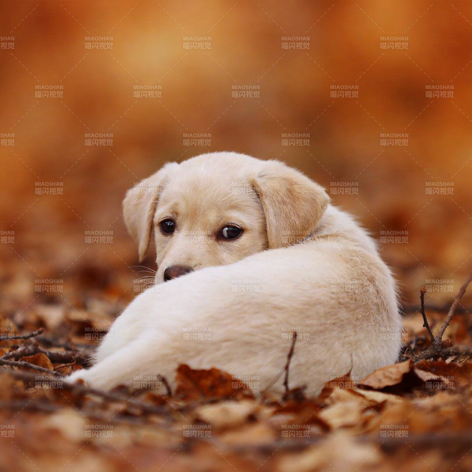 秋叶中的萌犬图片