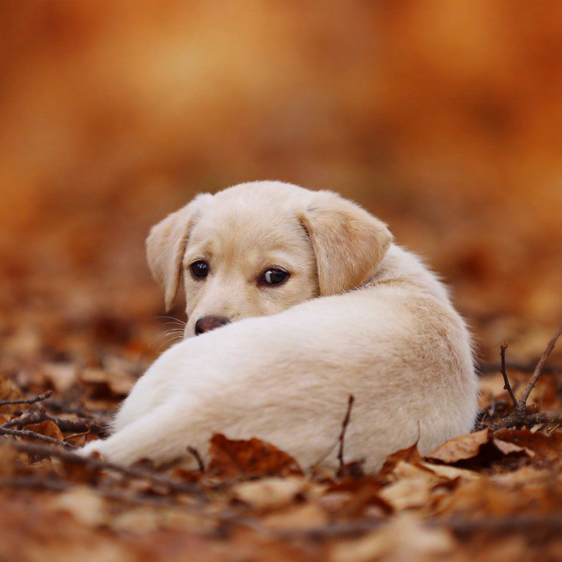 秋叶中的萌犬图片