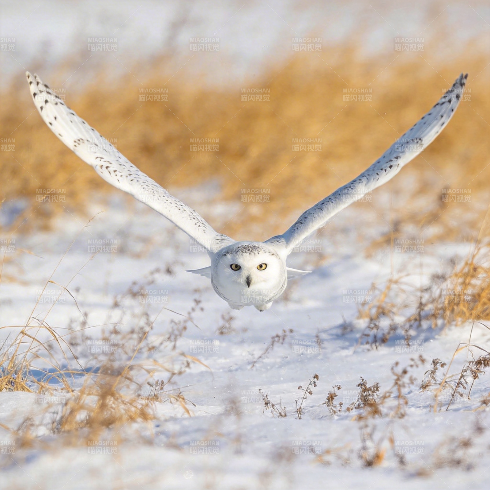 雪鸮翱翔雪原图片
