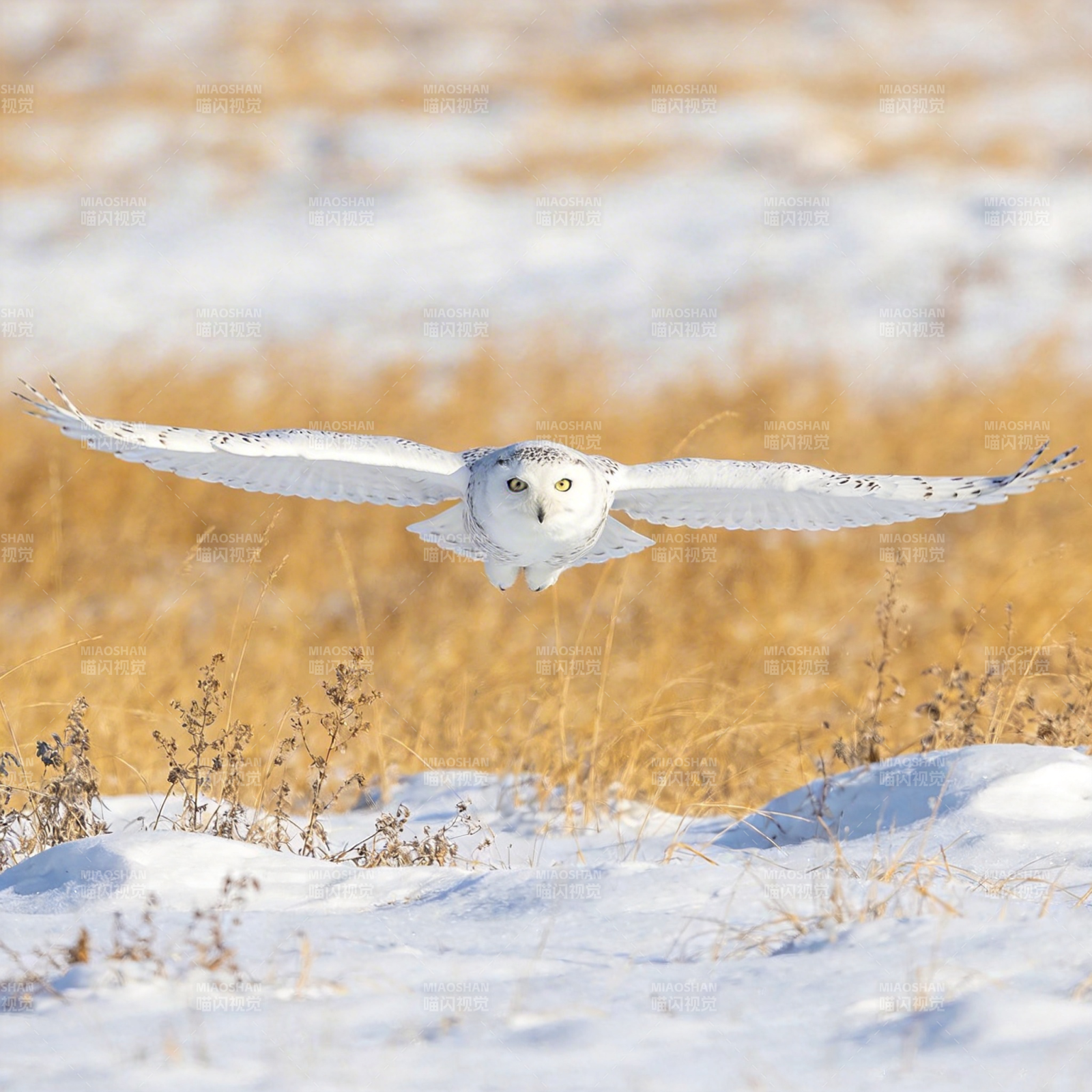 雪鸮翱翔于雪原图片