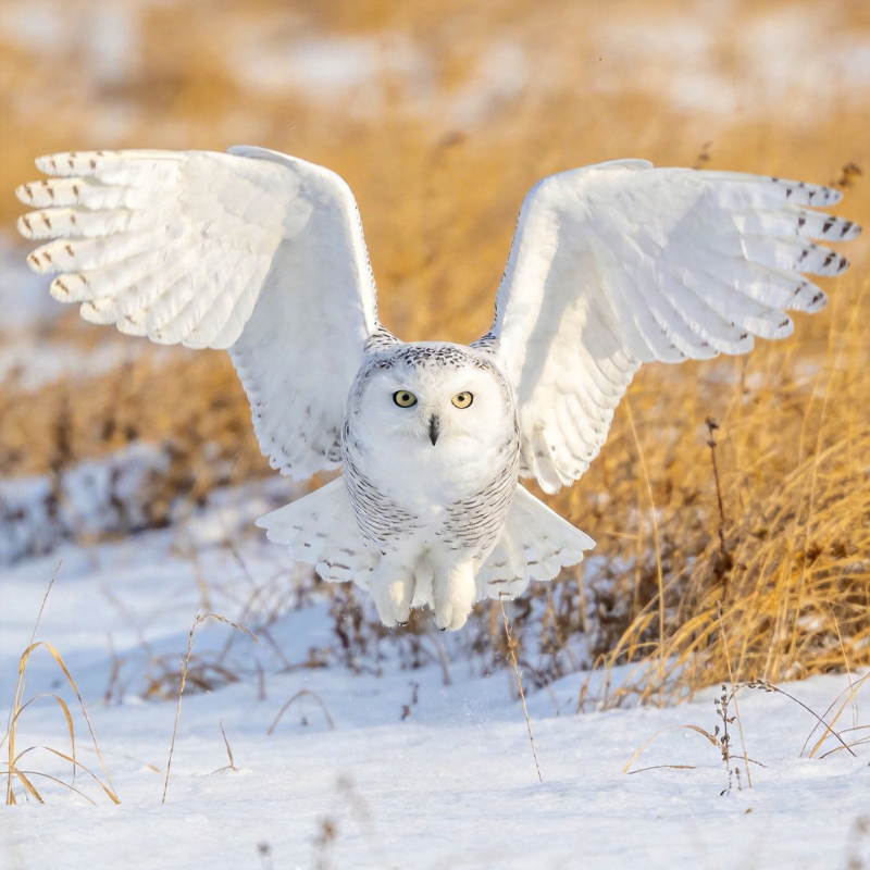 雪鸮展翅飞翔图片