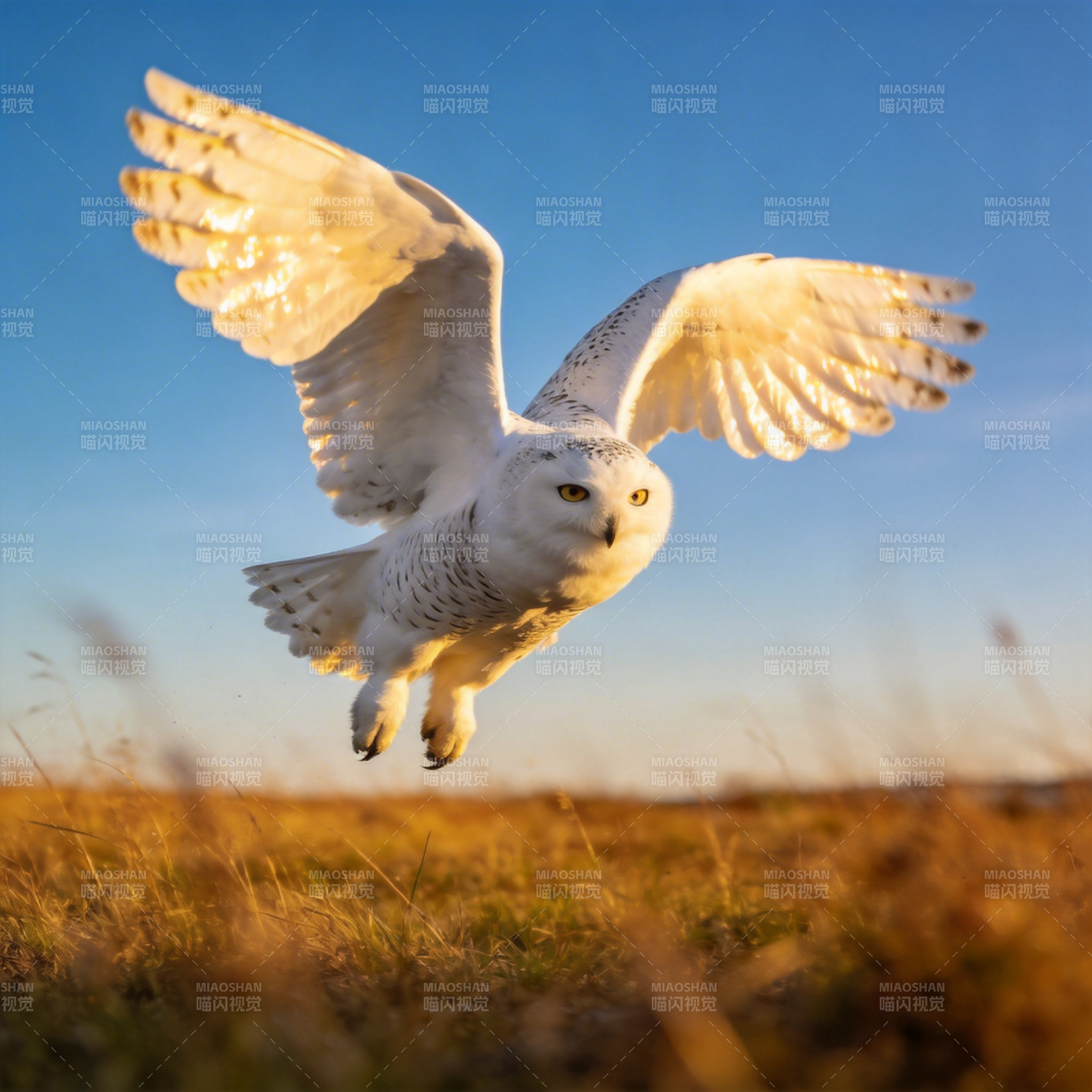 雪鸮翱翔于晨光图片