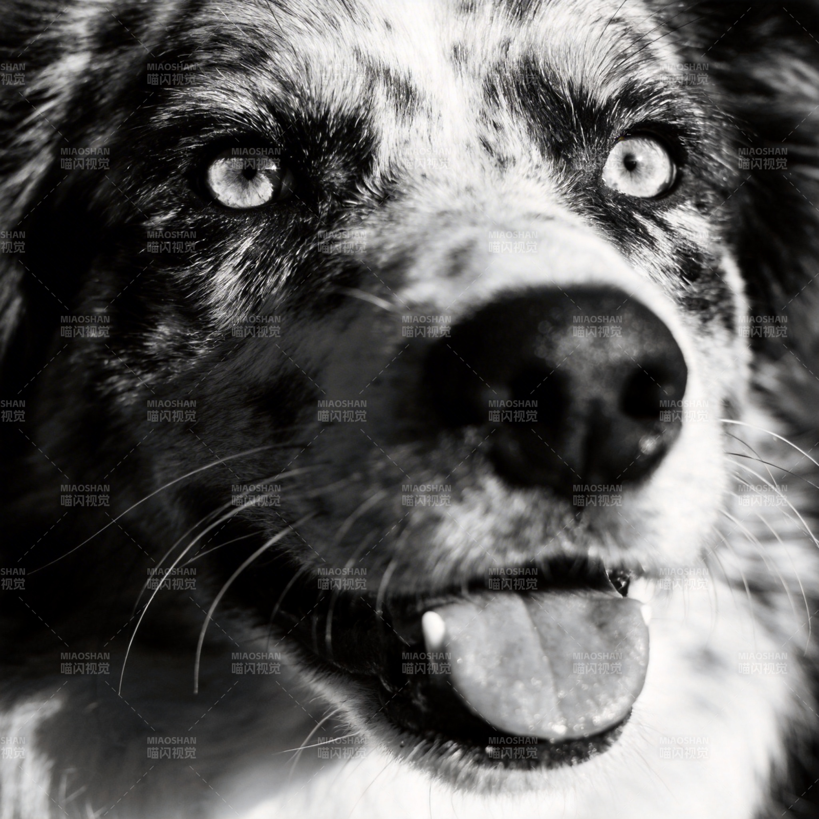 黑白犬眼眸特写图片