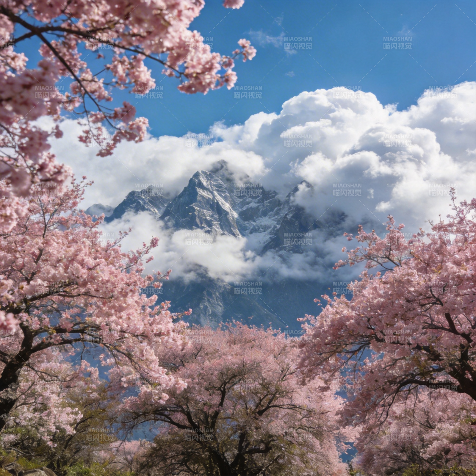 樱花映雪山图片
