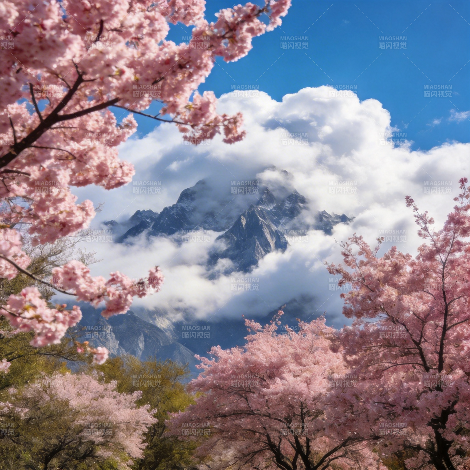 樱花映雪山图片