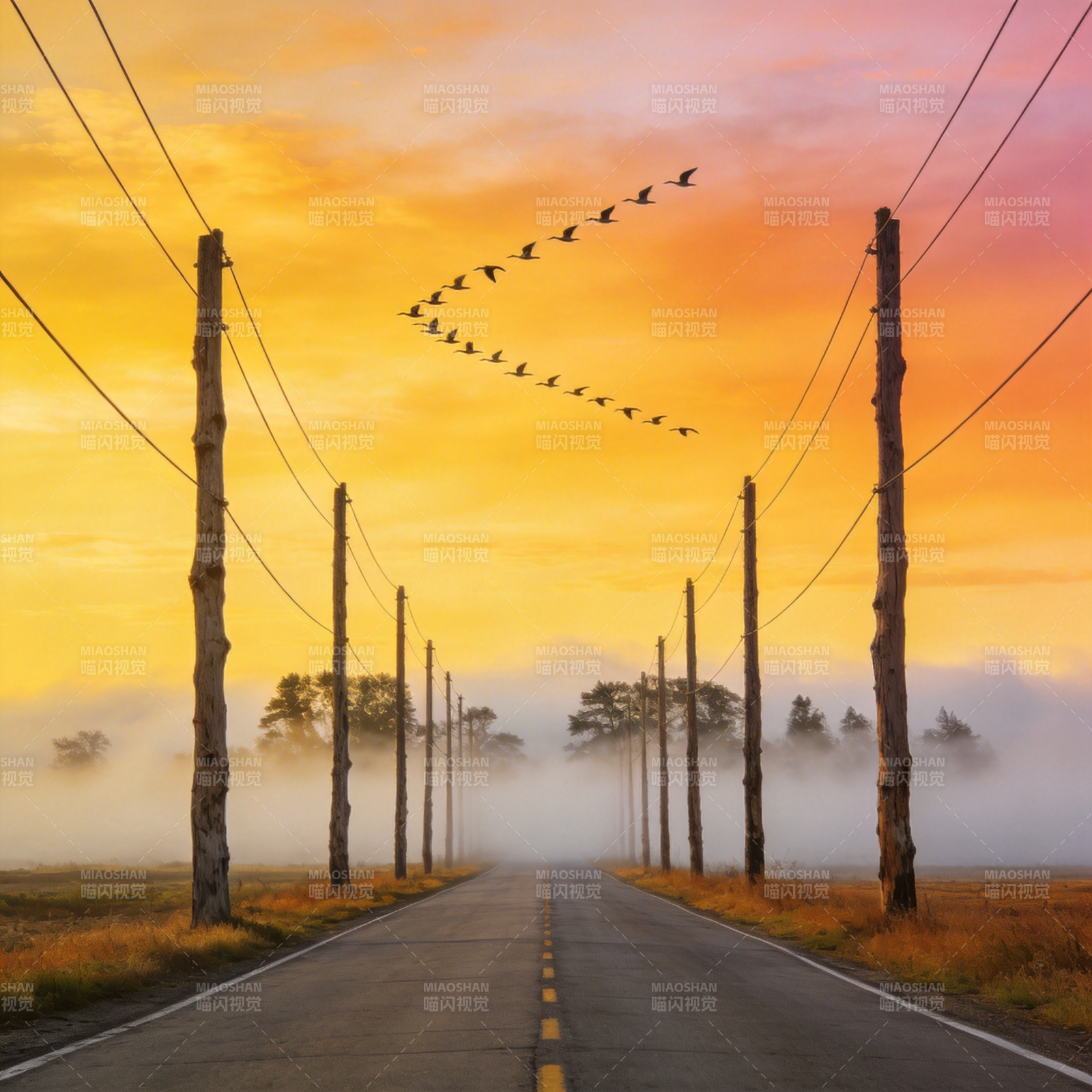 晨雾公路飞鸟图片
