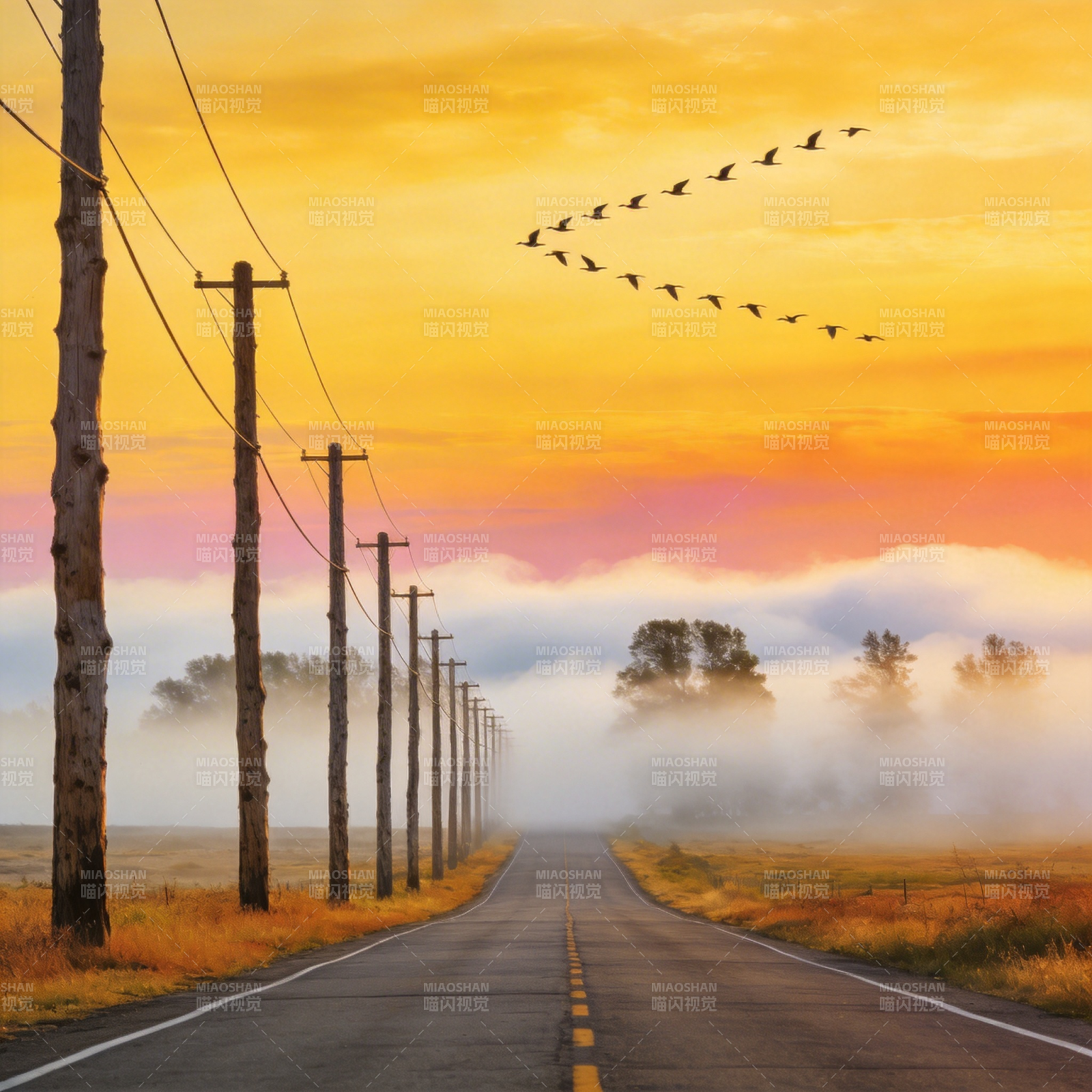 晨雾公路飞鸟图片