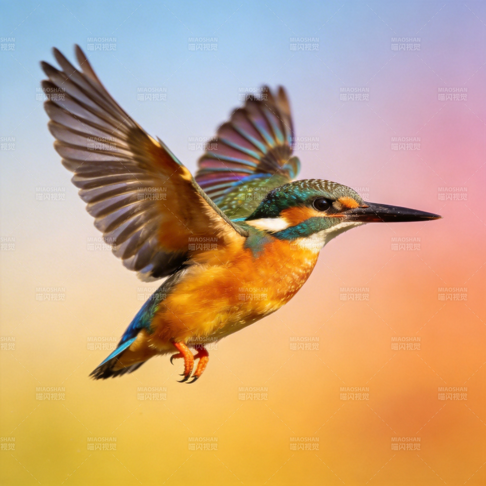 翠鸟翱翔天际图片