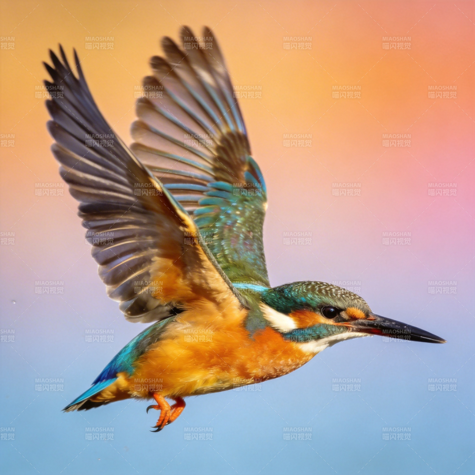 翠鸟翱翔天际图片