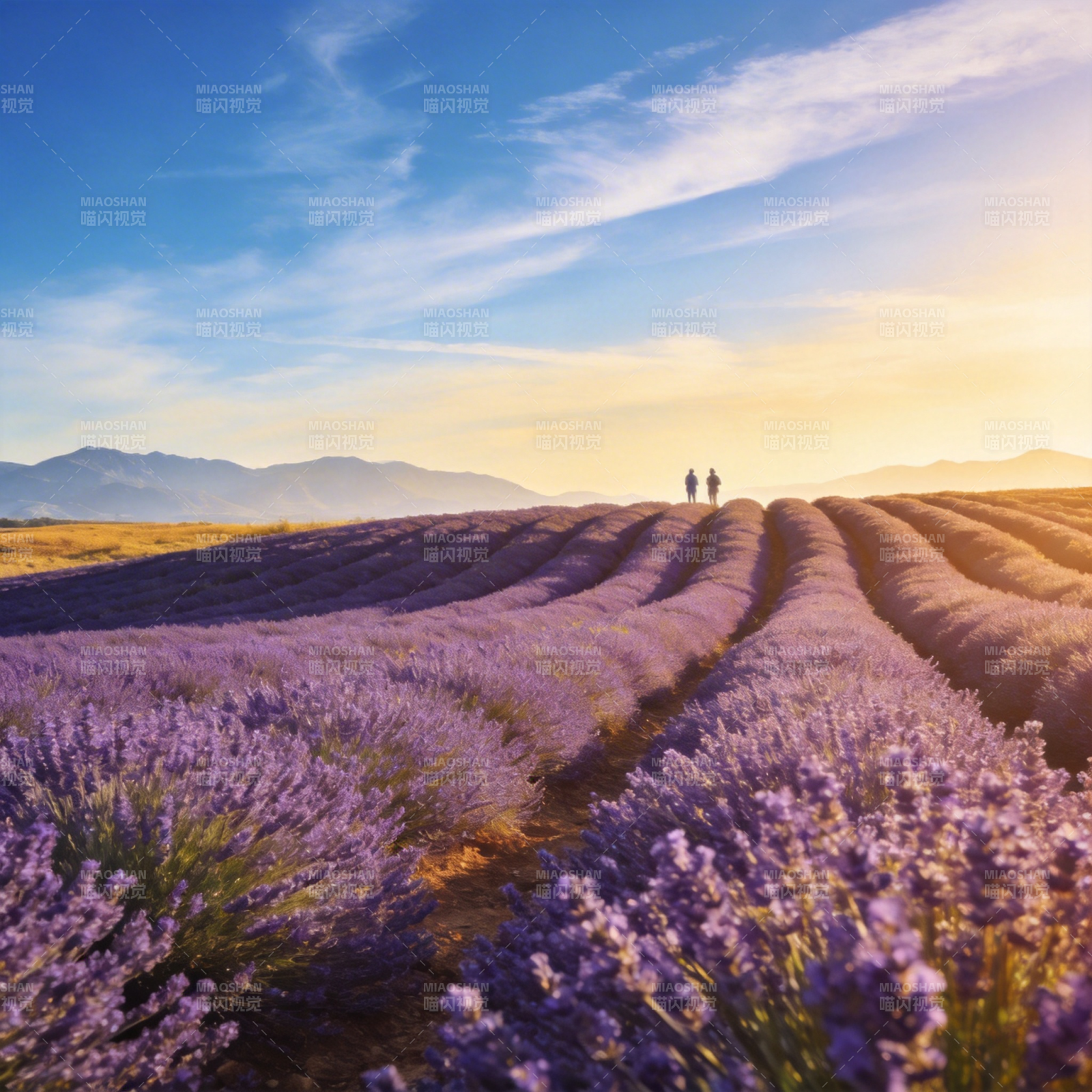 薰衣草田日落行图片