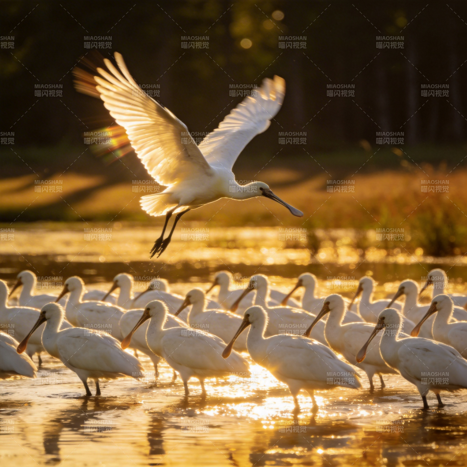 白鹭群飞水边图片