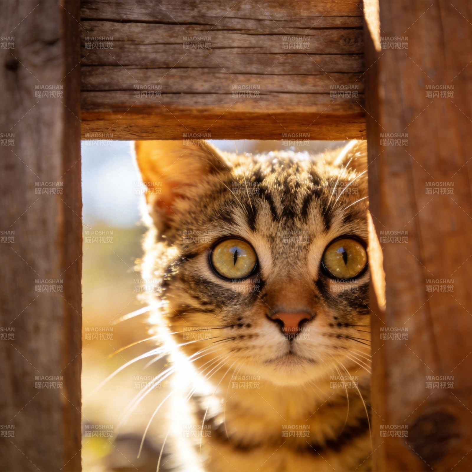 猫眼窥视木缝图片