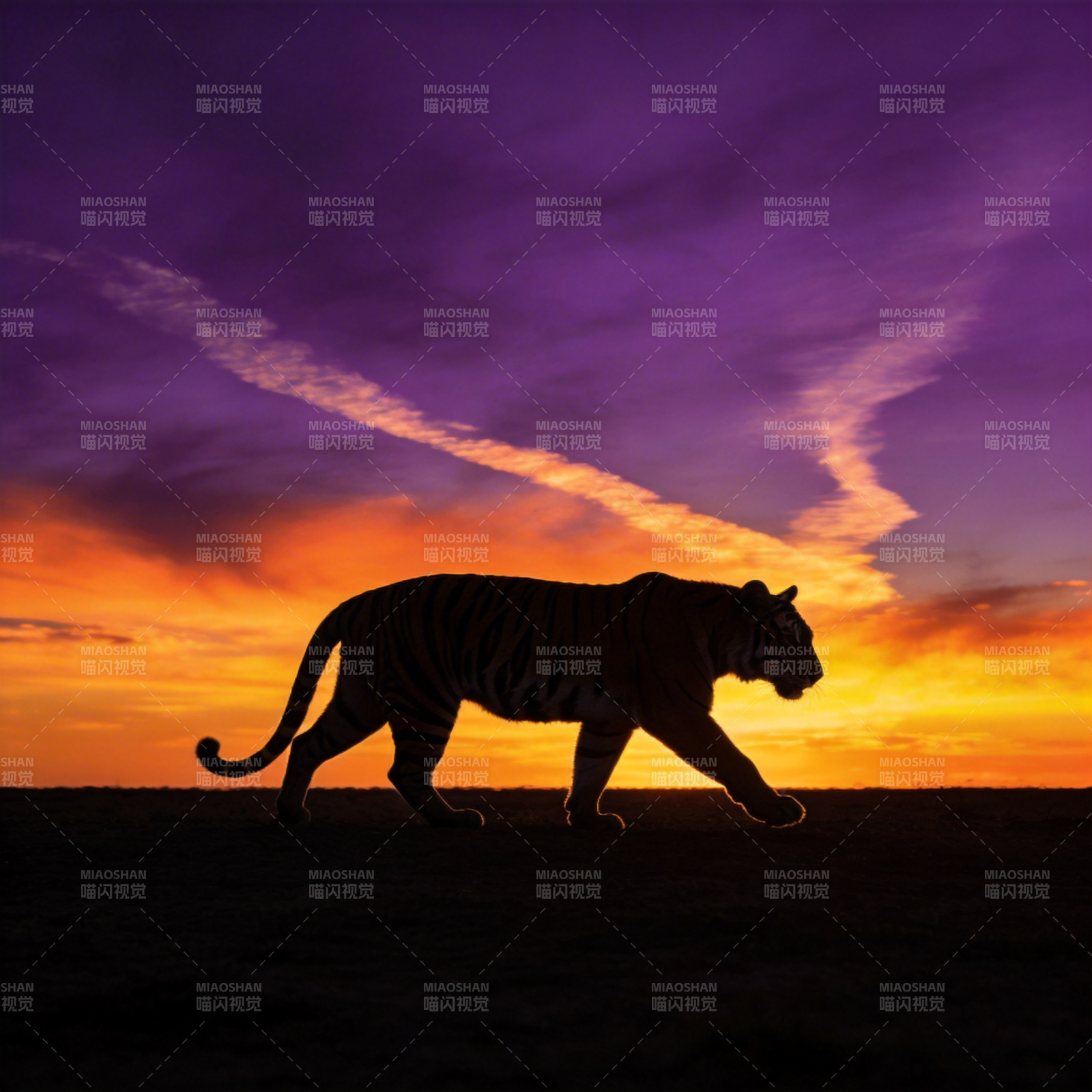 虎影暮色图片