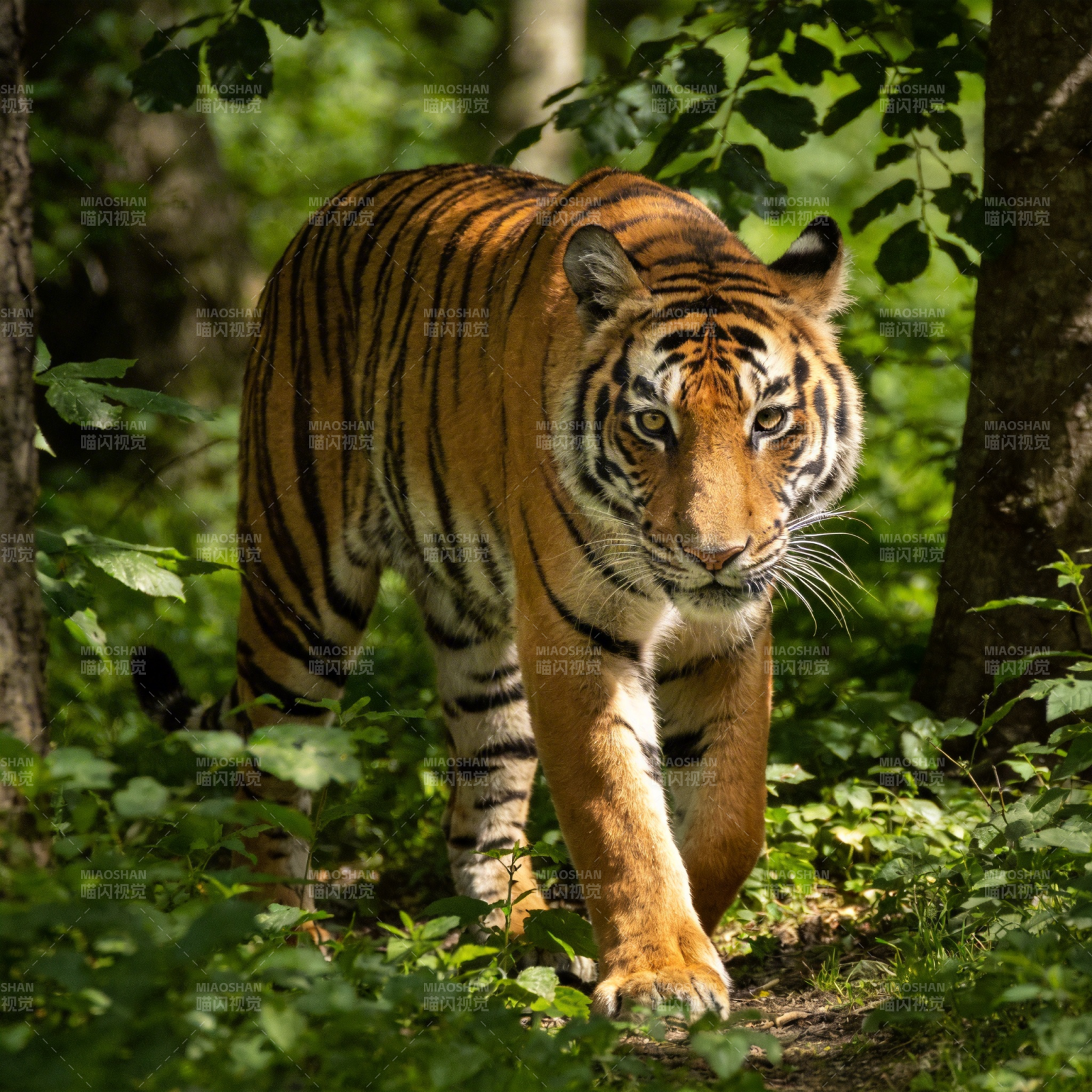 森林中的老虎图片