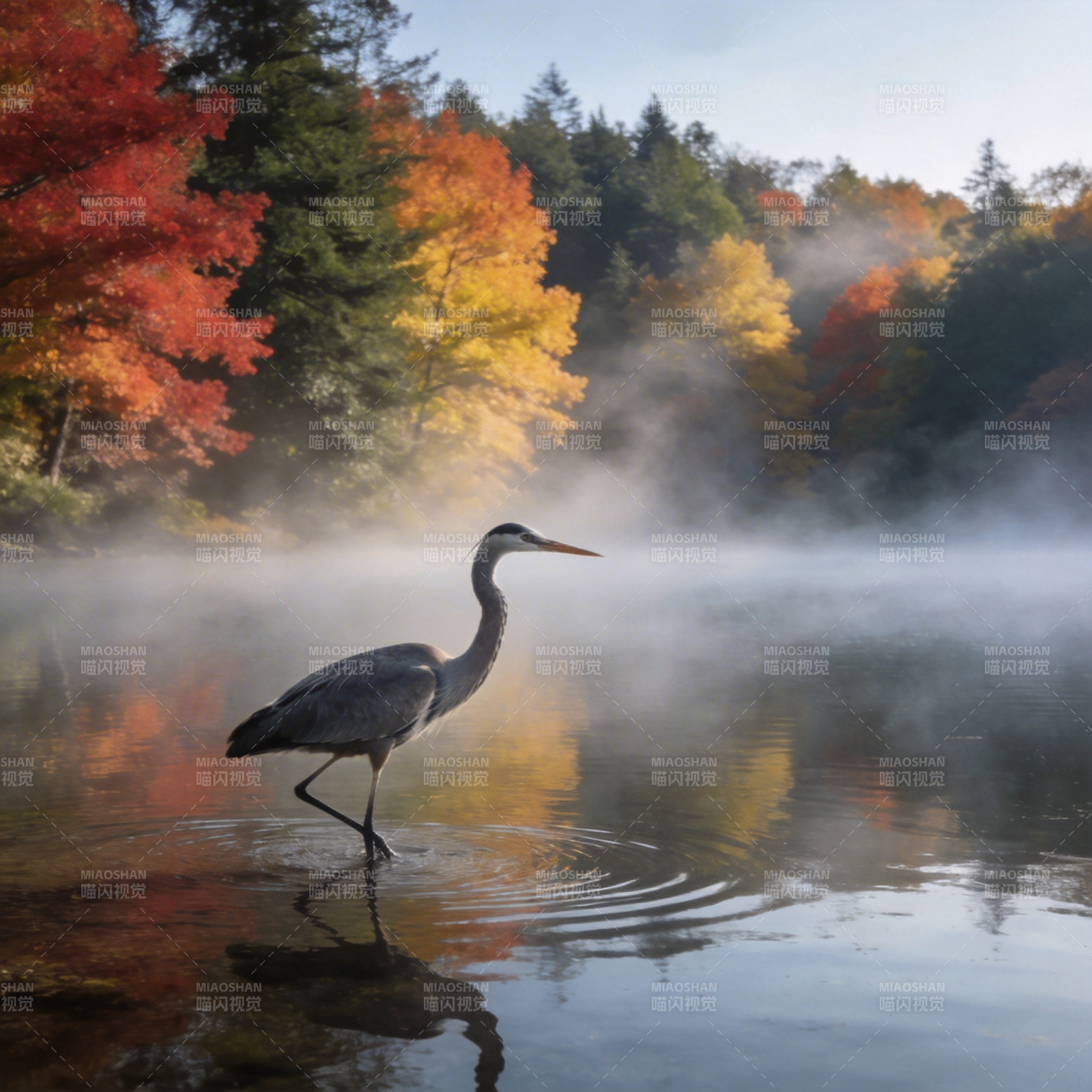 秋雾湖鹭图片