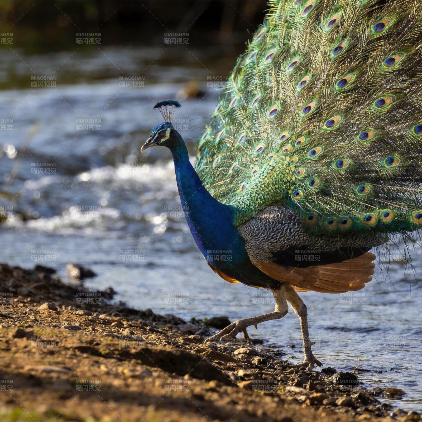 孔雀开屏溪边行图片