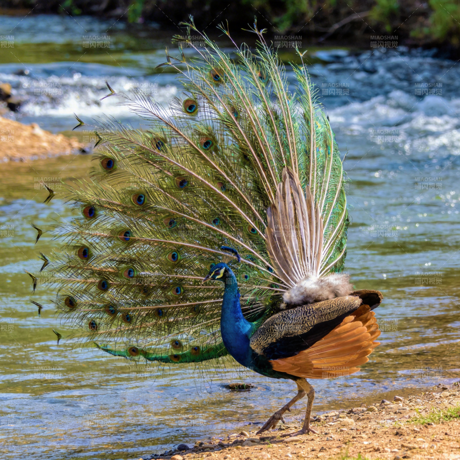 孔雀开屏溪边图片