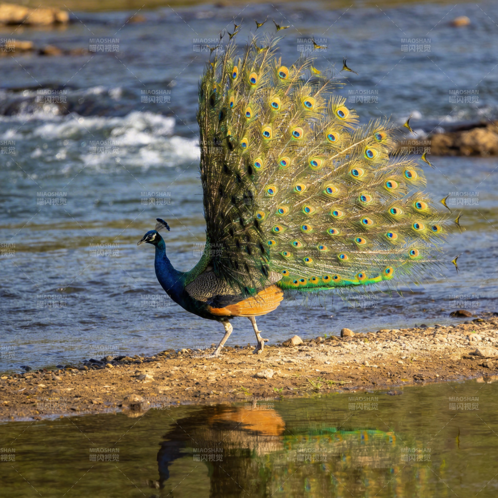 孔雀开屏水边图片