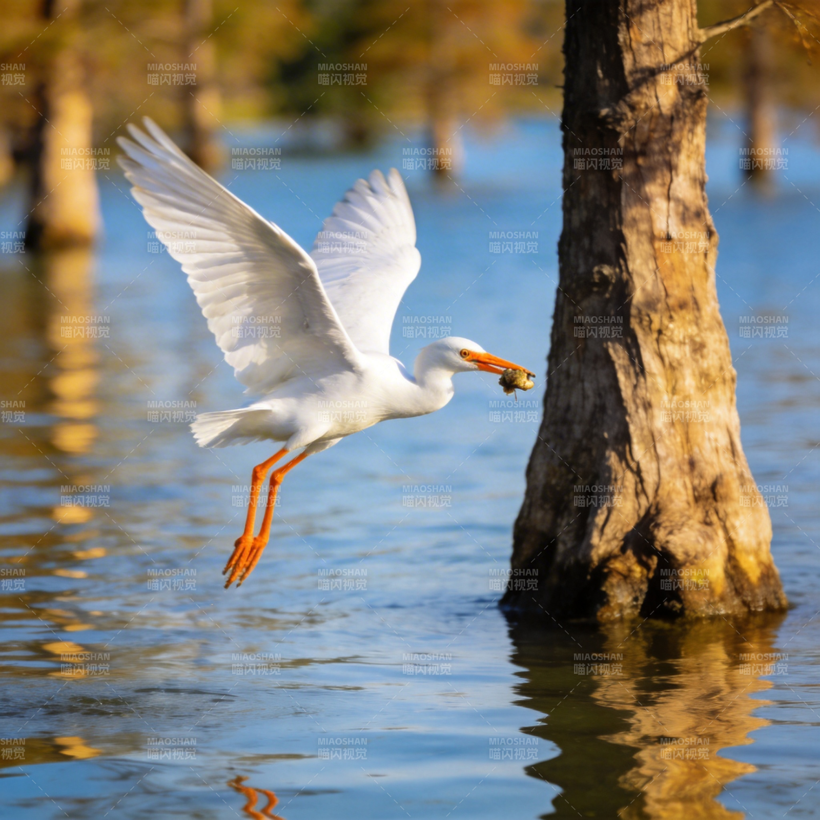 白鹭捕食瞬间图片