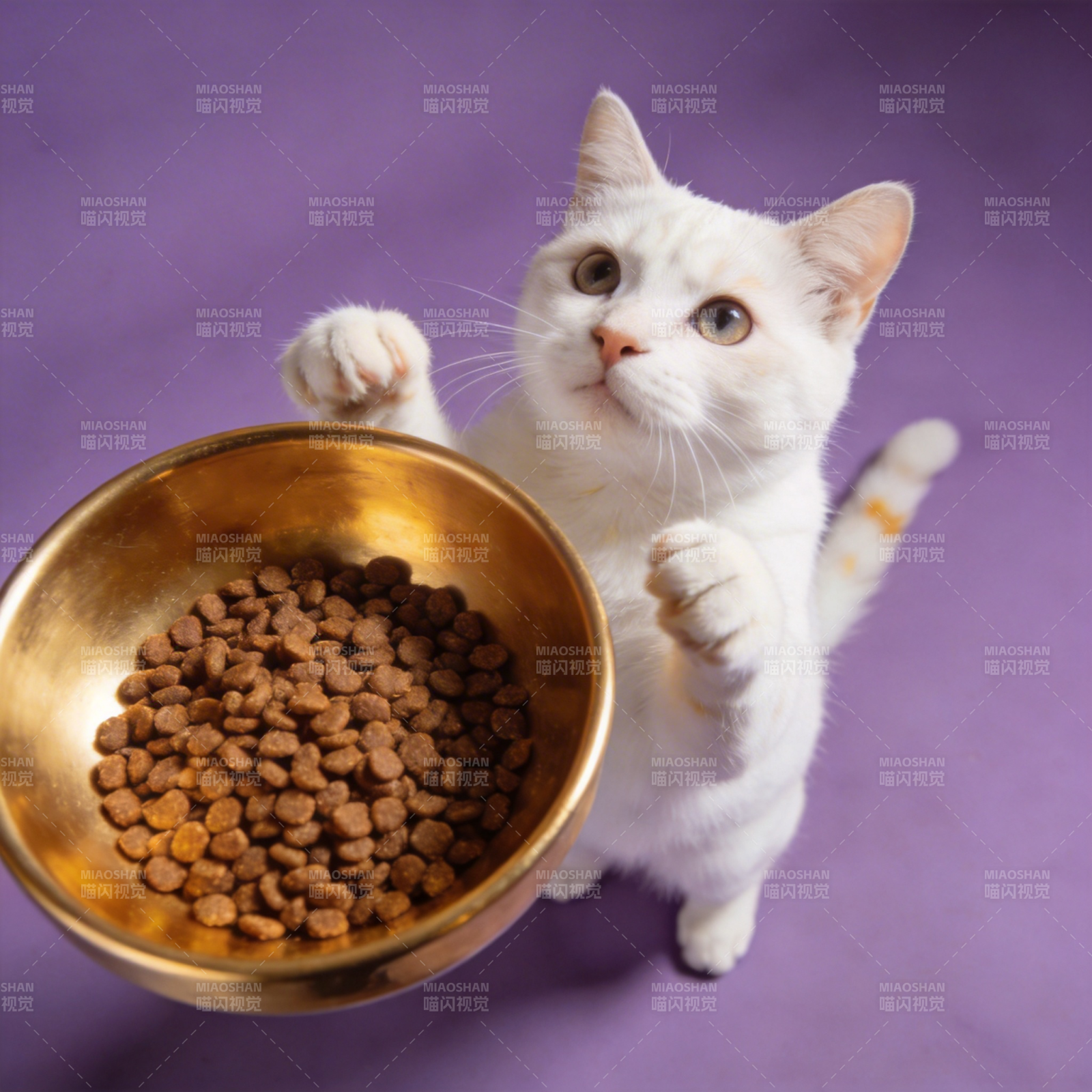 白猫捧碗食粮图片