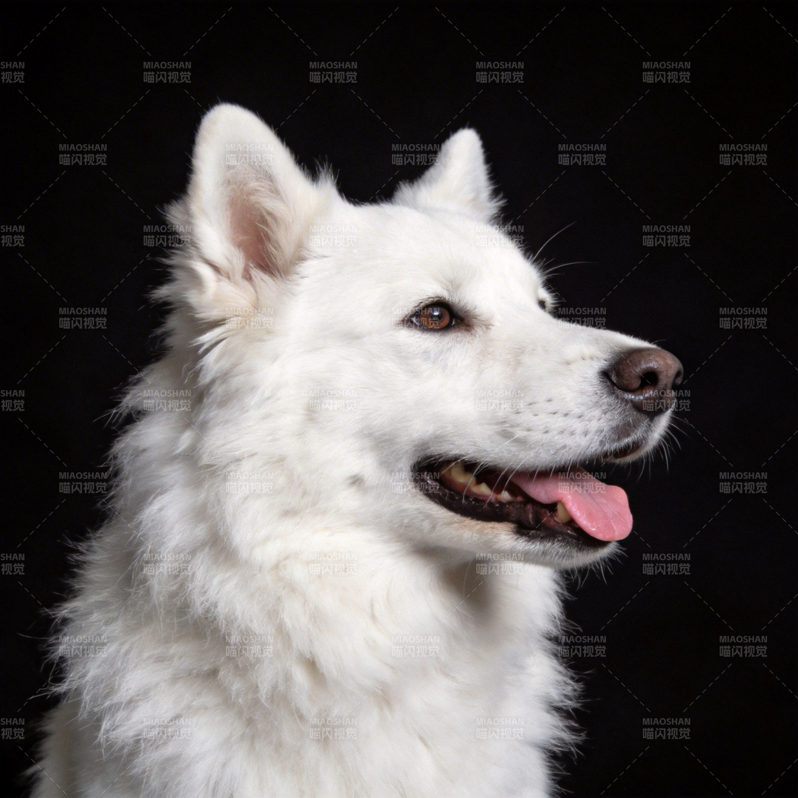 白狼犬侧影图片