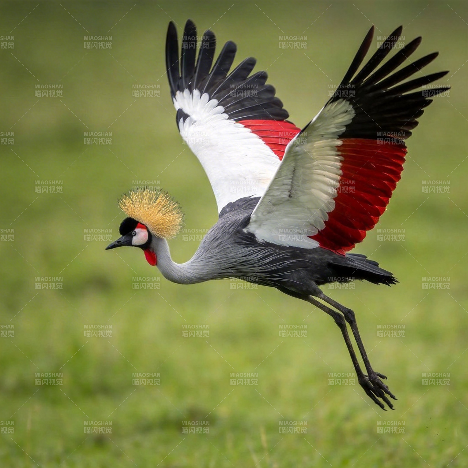 灰冠鹤展翅飞翔图片