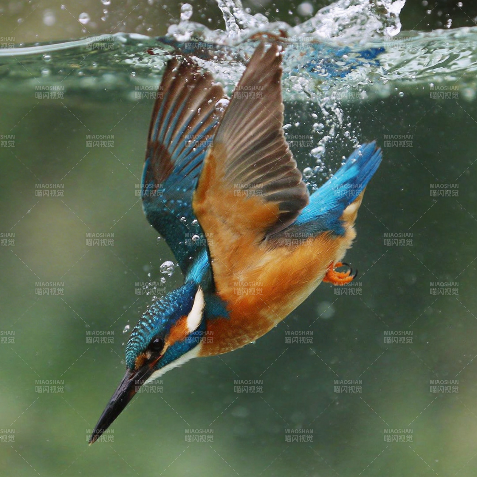 翠鸟捕食瞬间图片