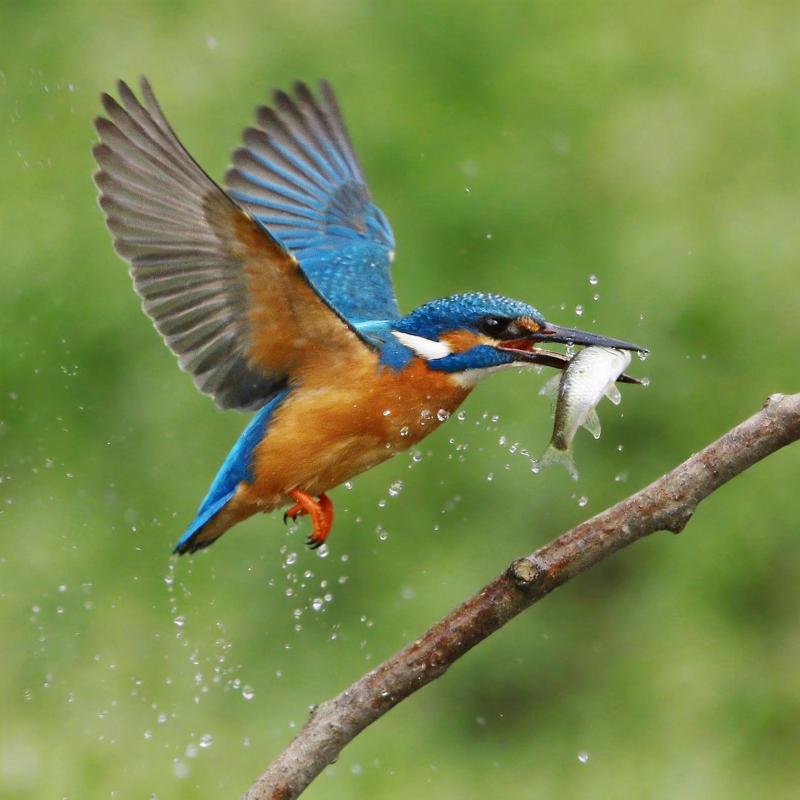 翠鸟捕鱼瞬间图片