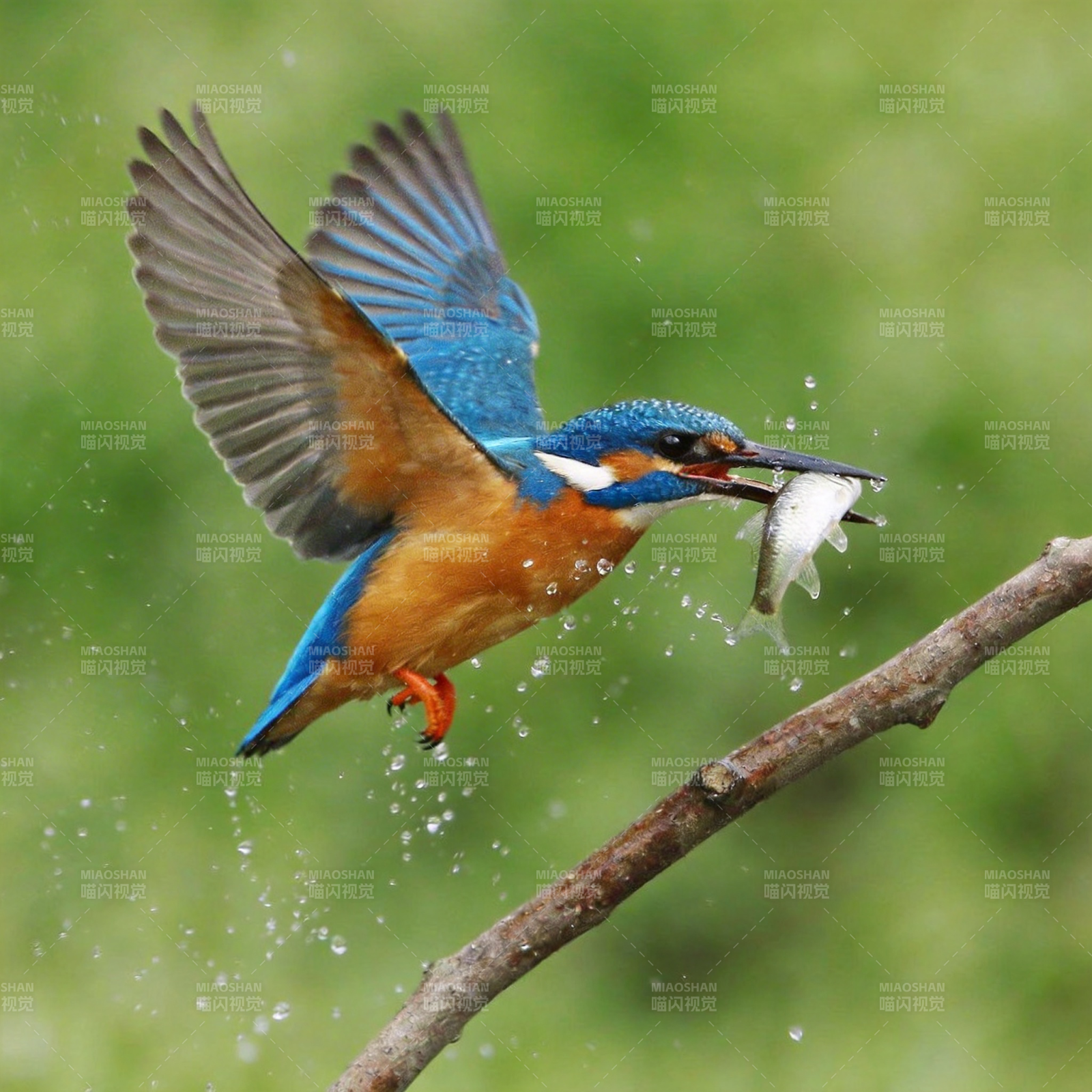 翠鸟捕鱼瞬间图片