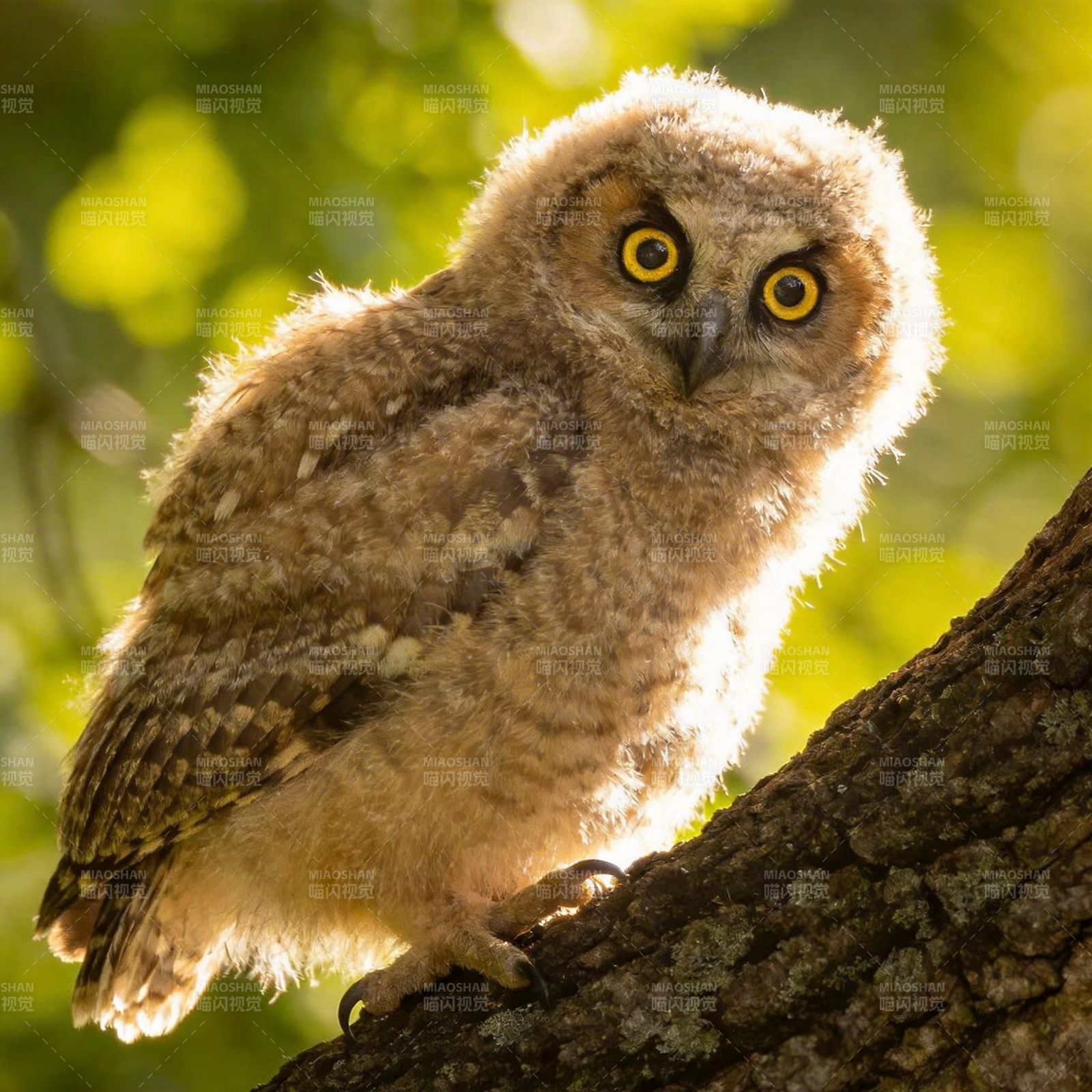 萌鸮栖枝 凝视远方图片
