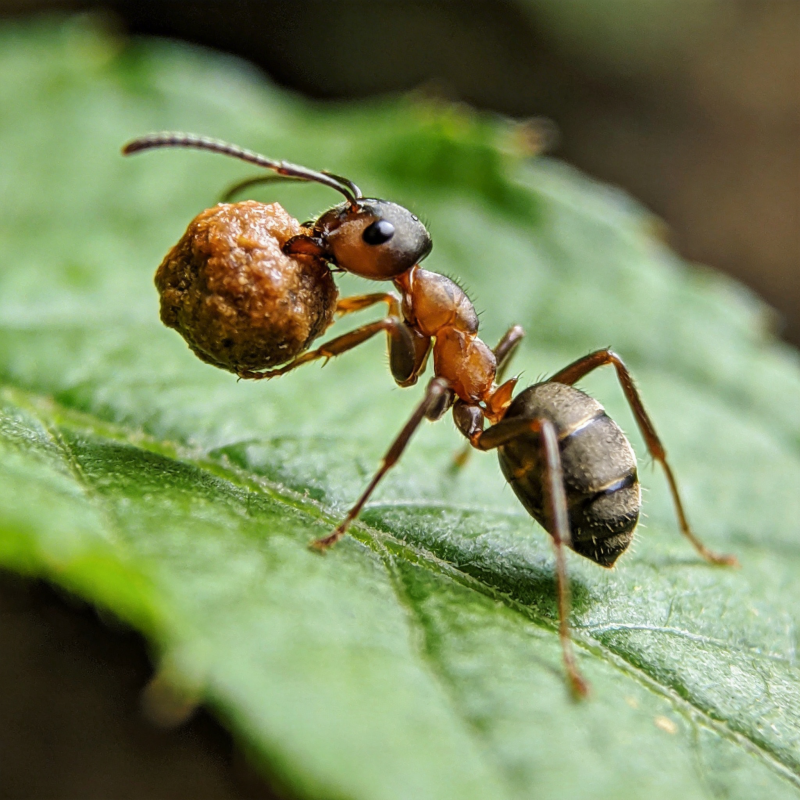 蚂蚁搬运食物图片