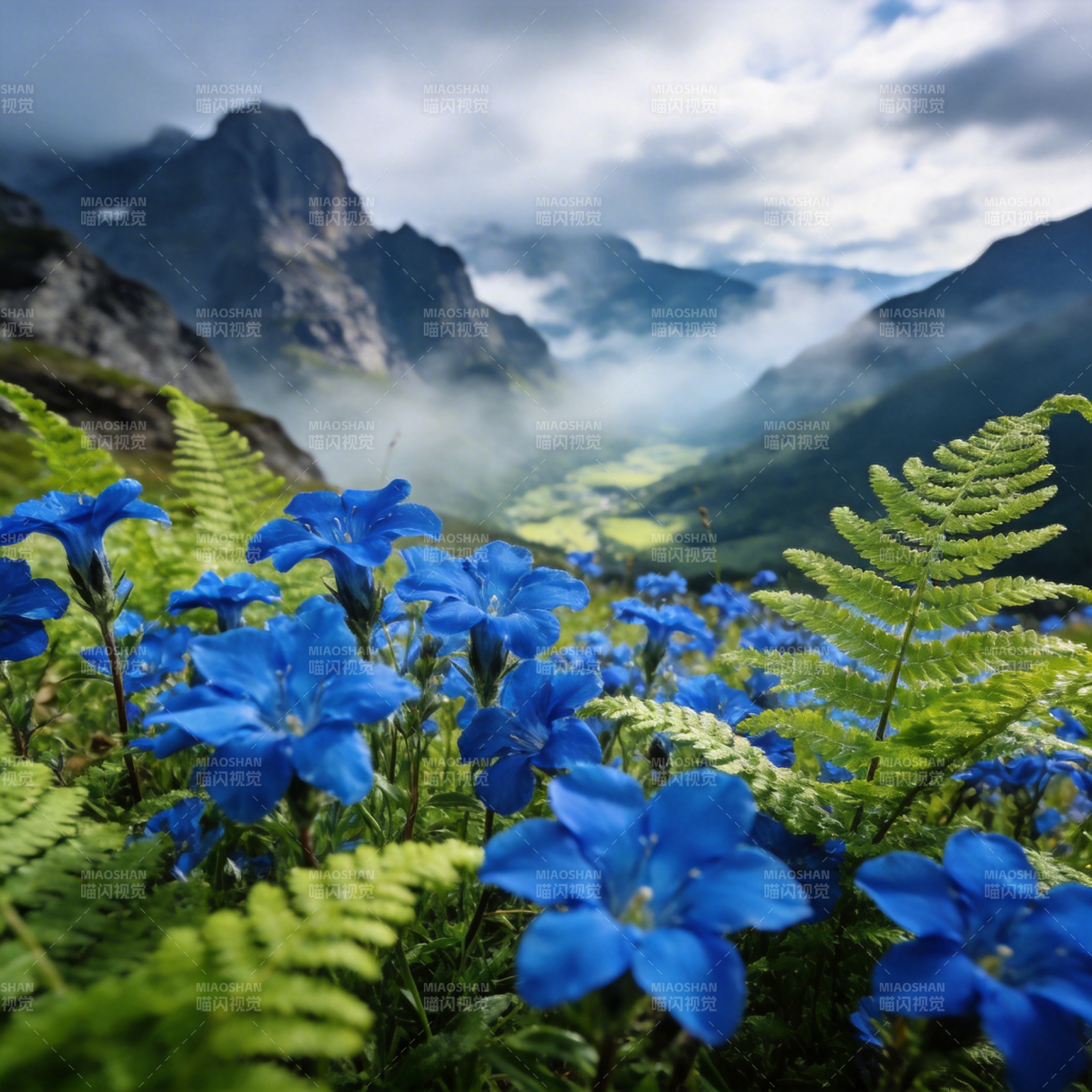 山野蓝花绽放图片