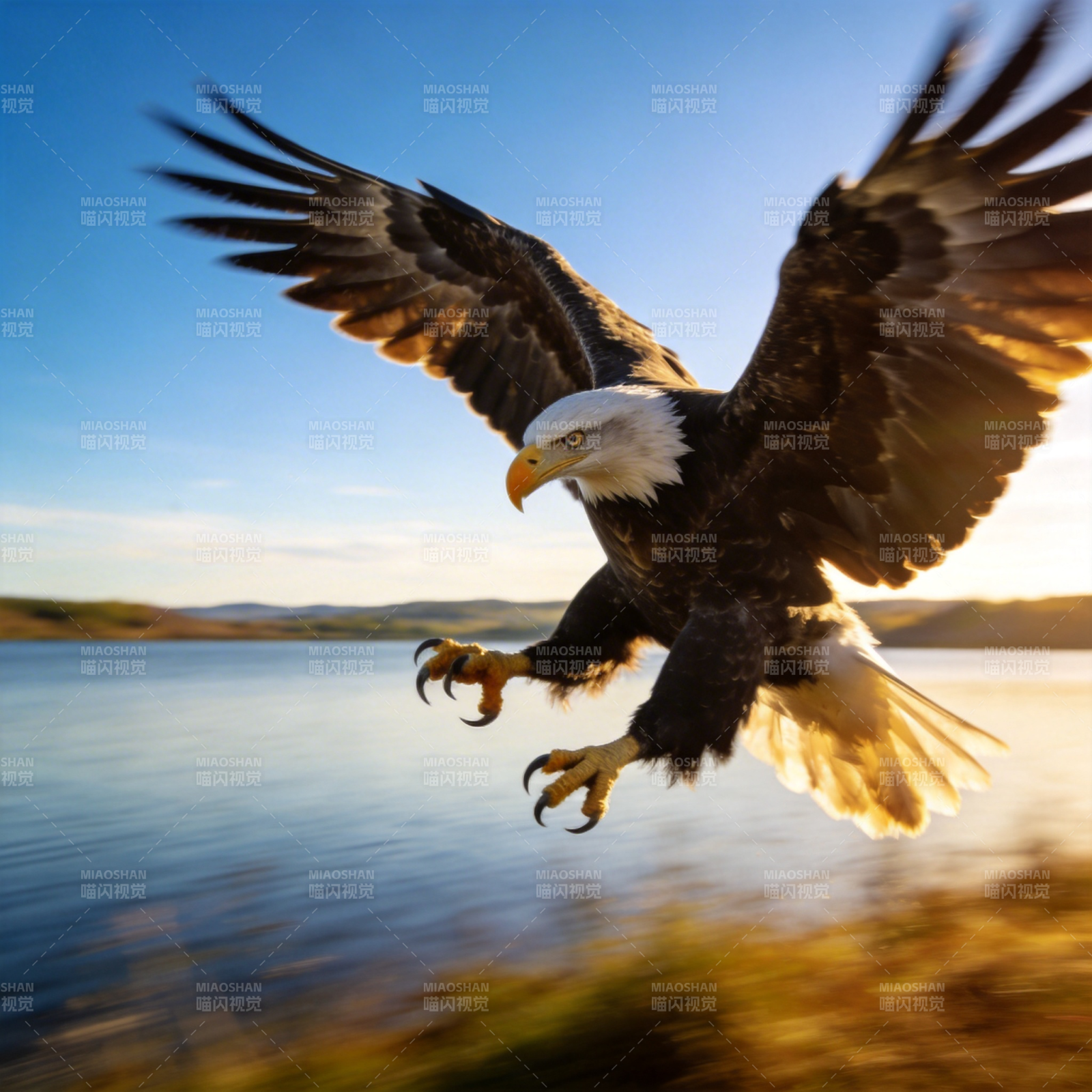 雄鹰翱翔湖畔图片