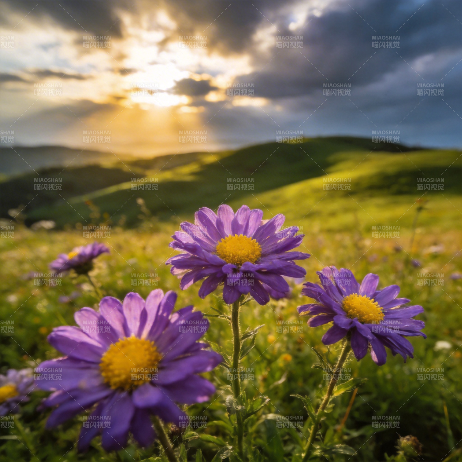紫花映夕阳图片