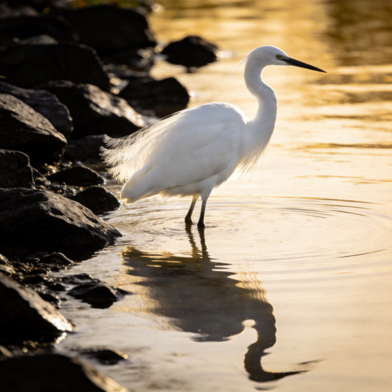 白鹭静立水边图片