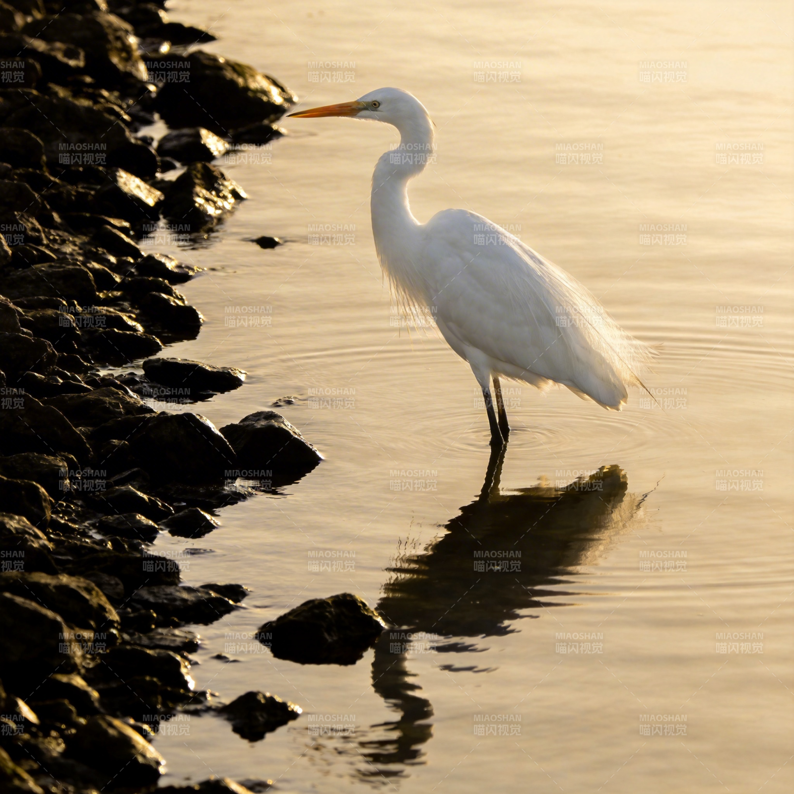 白鹭静立水边图片